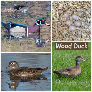 Wood Duck